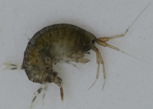 Melita hergensis